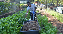 A student volunteering in a garden with a wheelbarrow.
