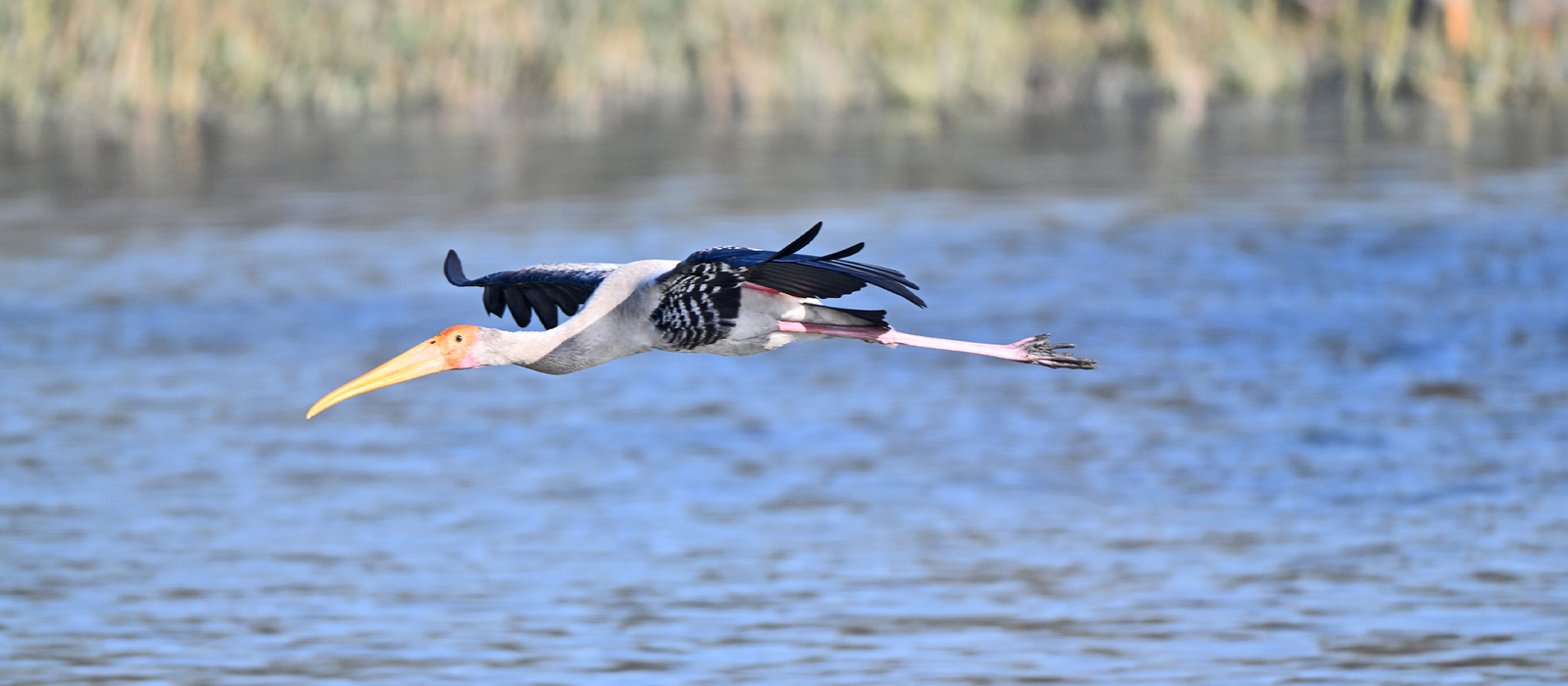 In Senegal, a black and white bird flies over a body of water in the Djoudj National Bird Sanctuary.